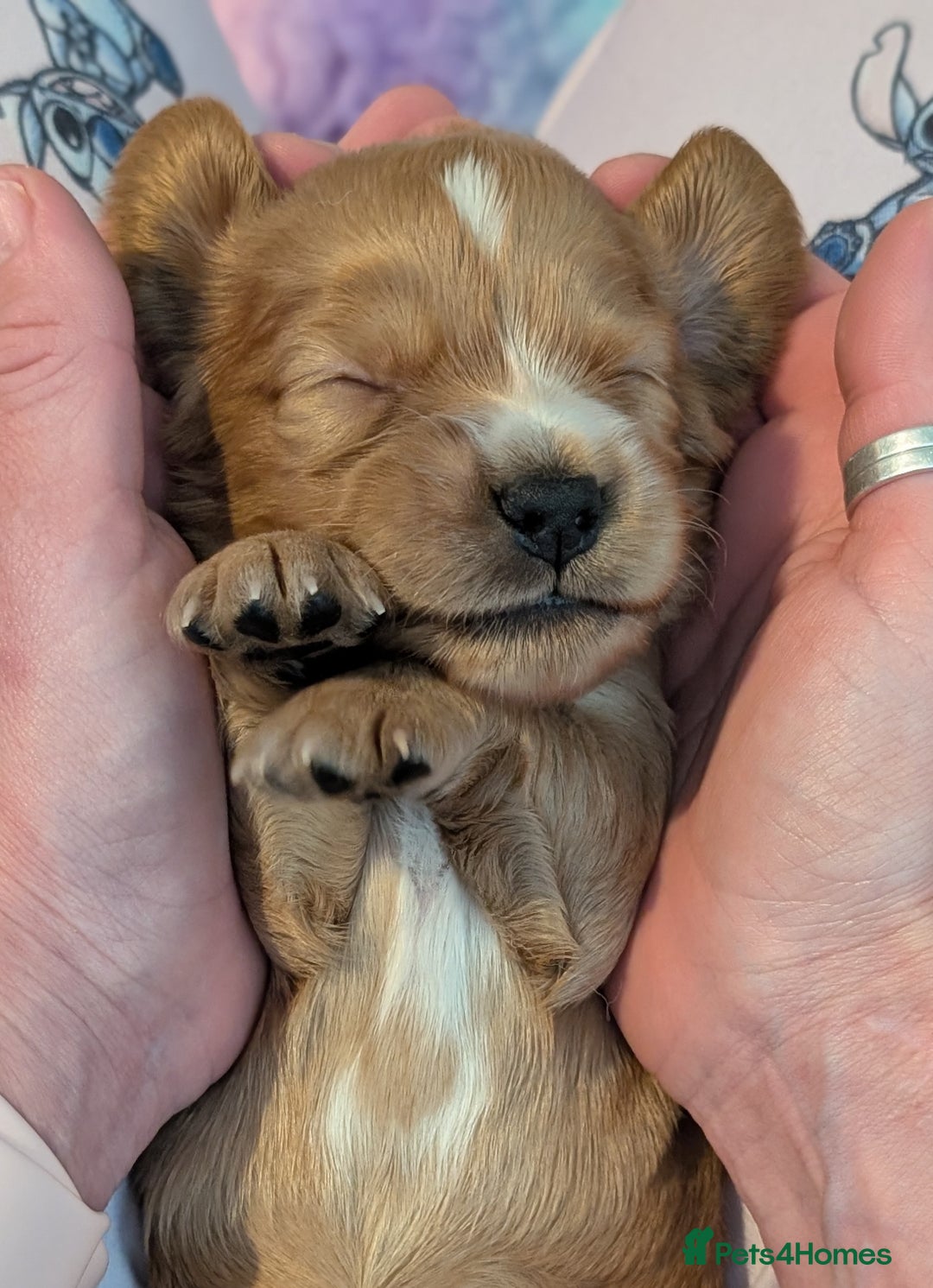 Cocker Spaniel dogs for sale: KC Registered Cocker Spaniel Puppies in Canterbury - Image 10