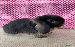 Mini Lop rabbits for sale: Beautiful mini lop kits  - Image 21