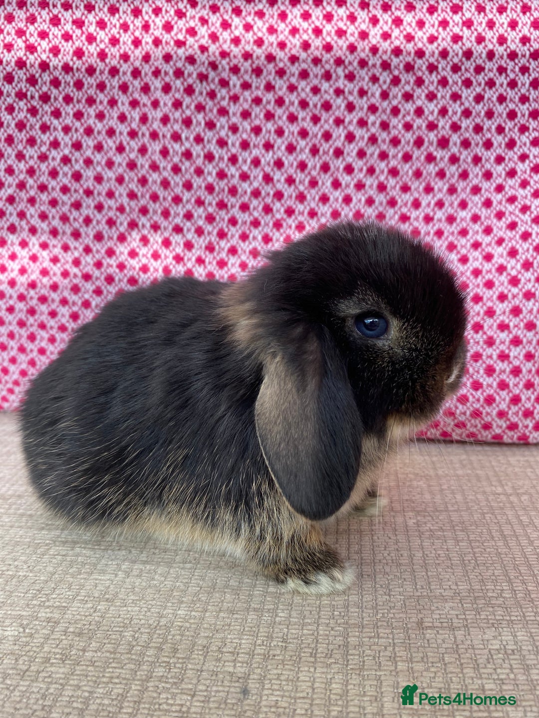 Mini Lop rabbits for sale: Beautiful mini lop kits  - Image 21