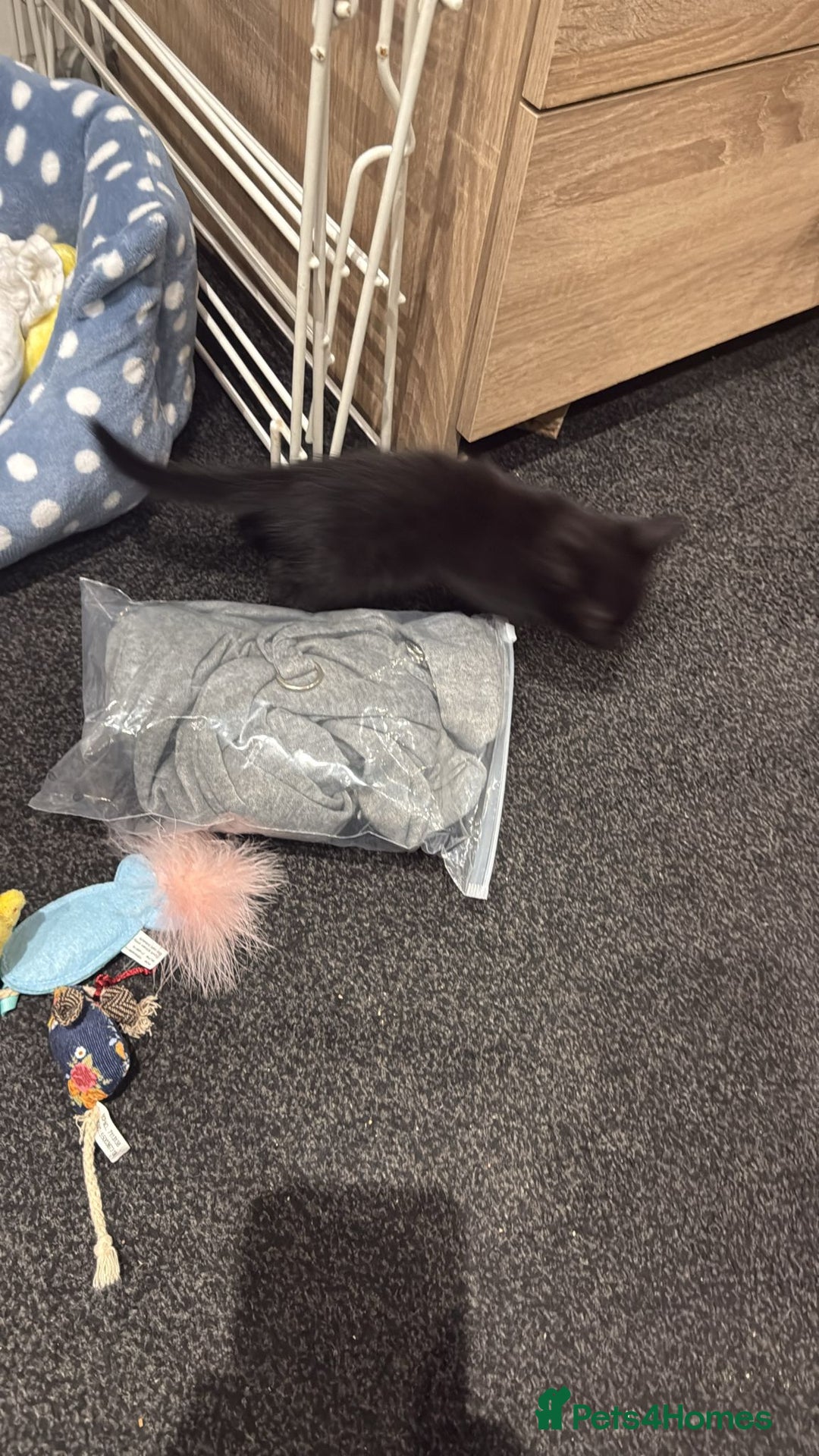 Mixed Breed cats for sale: 2 female kitten ready for there forever home - Image 1