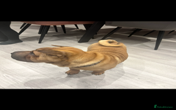 Shar Pei dogs for sale: Shar pei looking for there forever home - Image 3