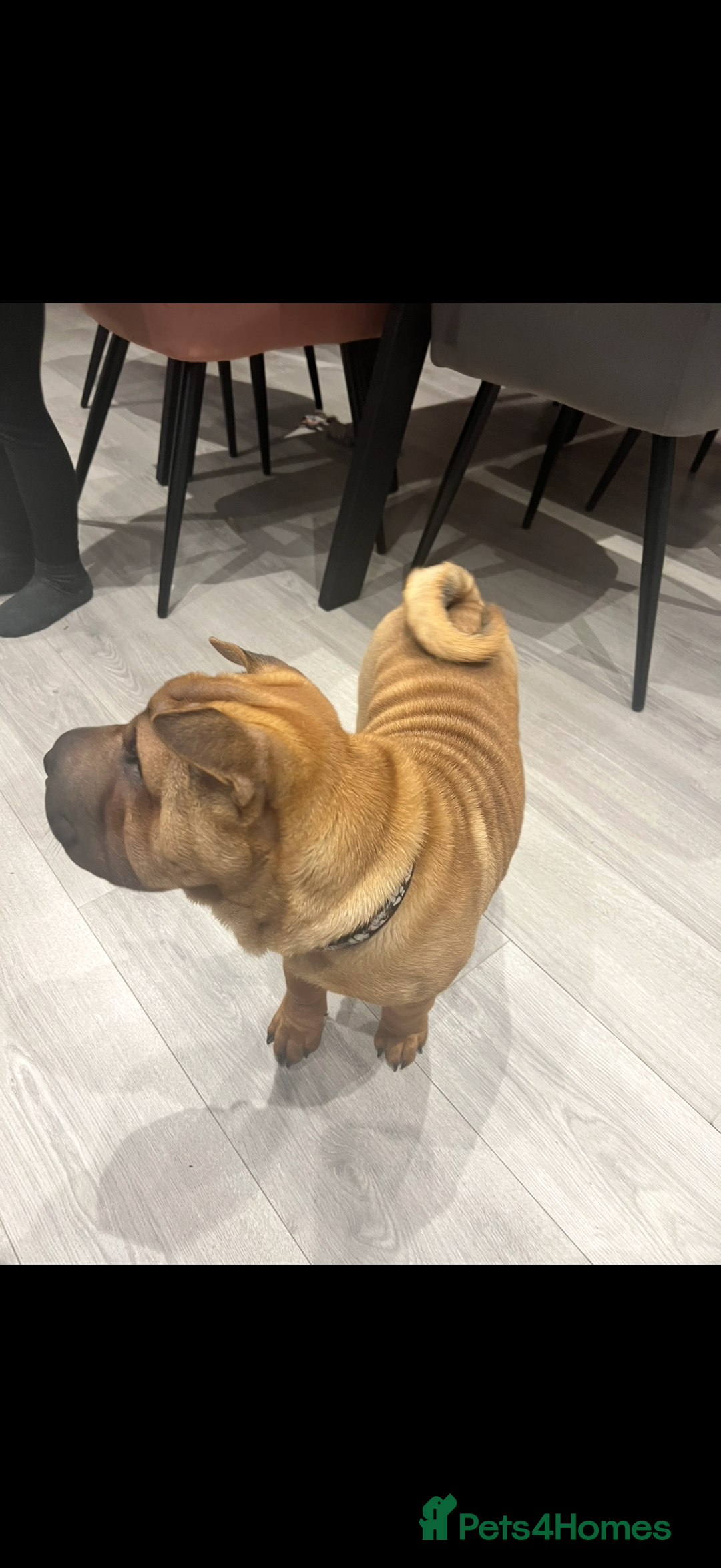 Shar Pei dogs for sale: Shar pei looking for there forever home - Image 3