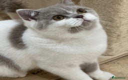 British Shorthair cats for sale: READY NOW - Lilac, BiColours & Colourpoint  - Image 30