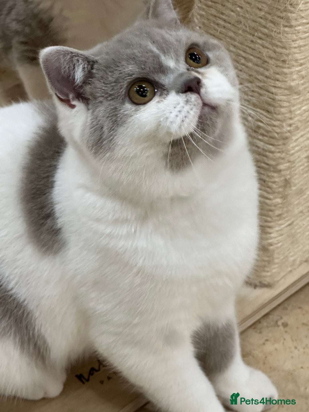 British Shorthair cats for sale: READY NOW - Lilac, BiColours & Colourpoint  - Image 30