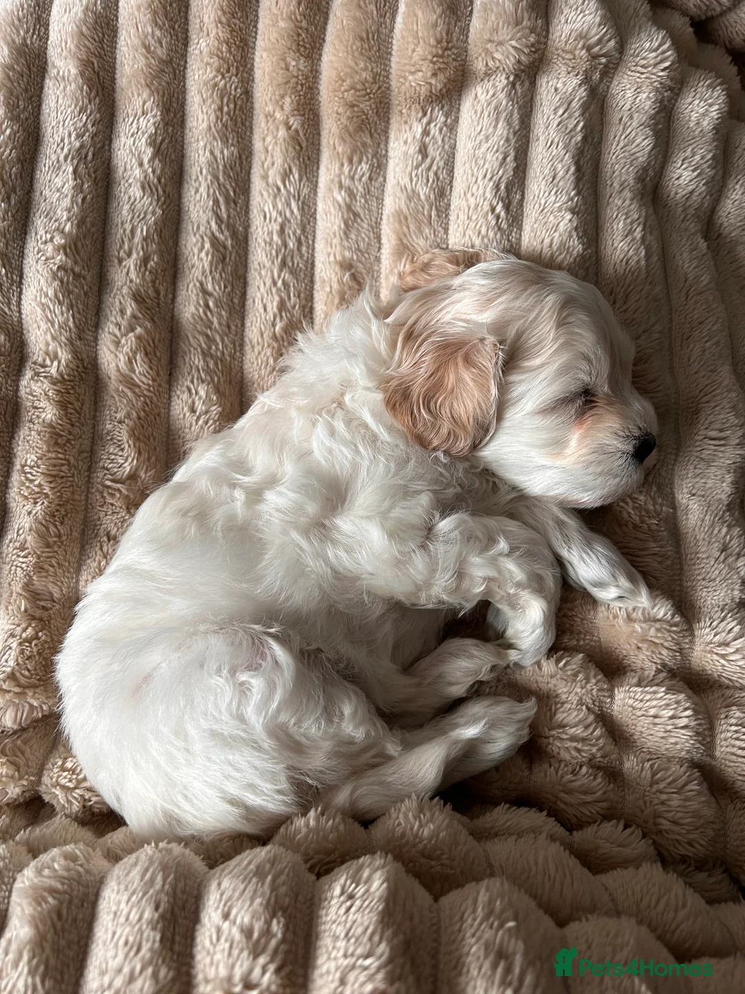 Maltipoo dogs for sale: mini maltipoo male pups, cream and apricot  - Advert 1