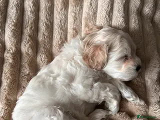 Maltipoo dogs mini maltipoo male pups, cream and apricot - Advert 1