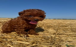 Toy Poodle dogs for sale: Toy Poodle Puppies–Asian Lines–Tiny Size - Image 23
