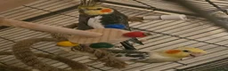 Cockatiels birds for sale: 2 bonded male cockatiels  in Peterborough - Advert 1