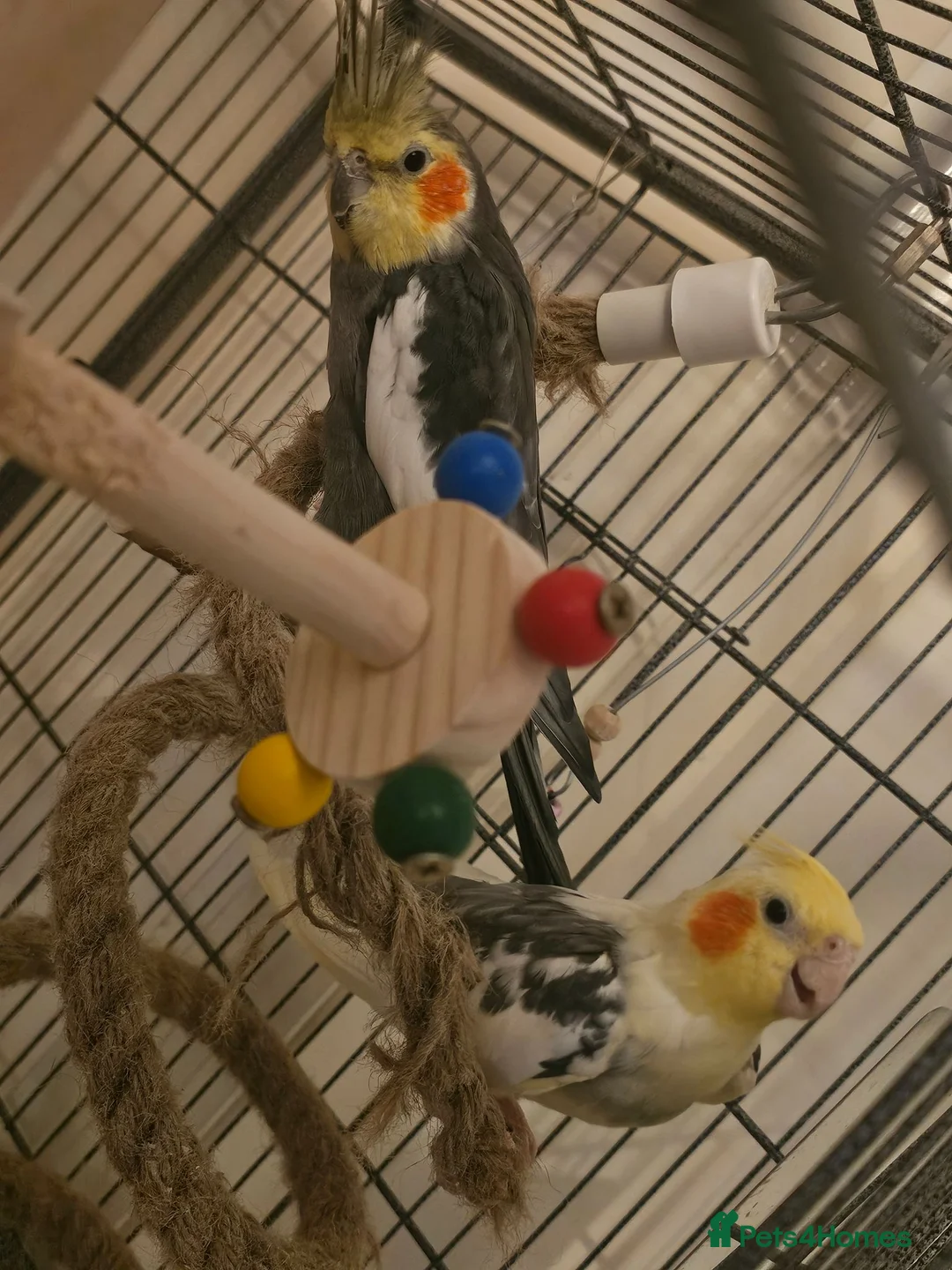 Cockatiels birds for sale: 2 bonded male cockatiels  in Peterborough - Advert 1