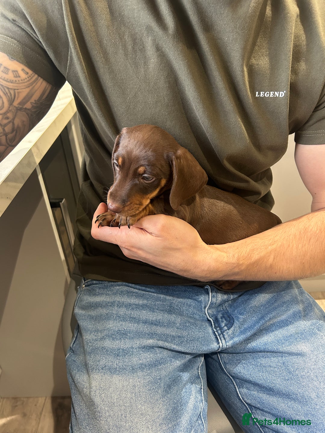 Miniature Dachshund dogs for sale: Chocolate and Tan KC Boy mini dachshund  - Advert 2