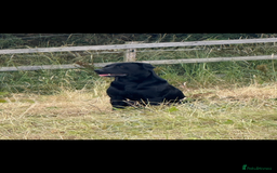 Labrador Retriever dogs for sale: Beautiful chunky litter of black pups  - Advert 4