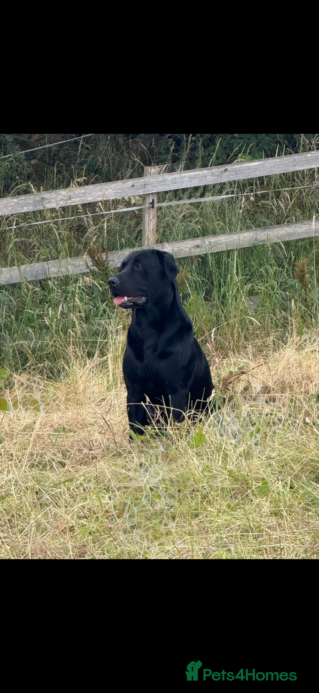 Labrador Retriever dogs for sale: Beautiful chunky litter of black pups  - Advert 4