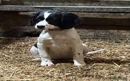 English Springer Spaniel dogs for sale: Springer spaniel pups for sale  - Advert 7