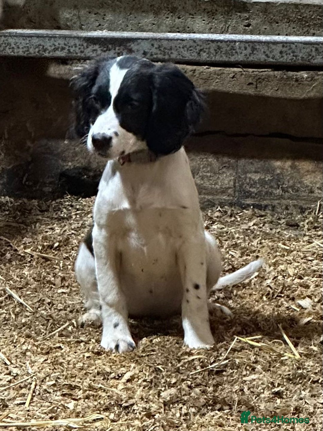 English Springer Spaniel dogs for sale: Springer spaniel pups for sale  - Advert 7
