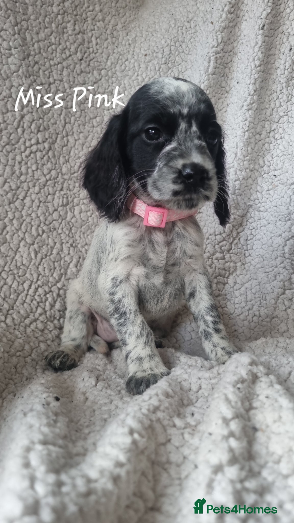 Cocker Spaniel dogs 7 Beautiful Cocker Spaniel Puppies - Advert 2