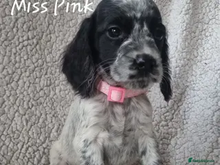 Cocker Spaniel dogs 7 Beautiful Cocker Spaniel Puppies - Advert 2