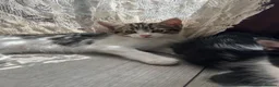 Mixed Breed cats for sale: Kittens  - Advert 4