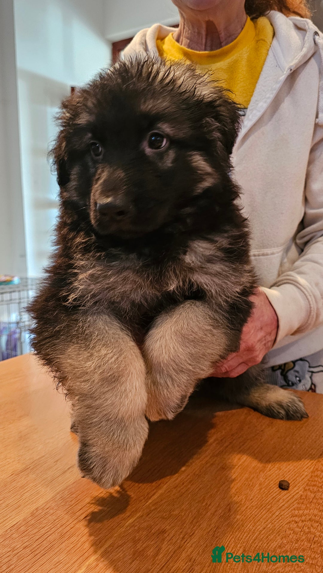 German Shepherd dogs for sale: Beutiful German Shepherd Puppies - Advert 4