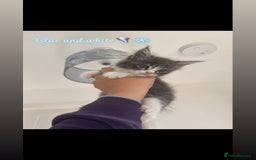 Maine Coon cats for sale: Two Full Mainecoons left 👀🏡 - Image 1