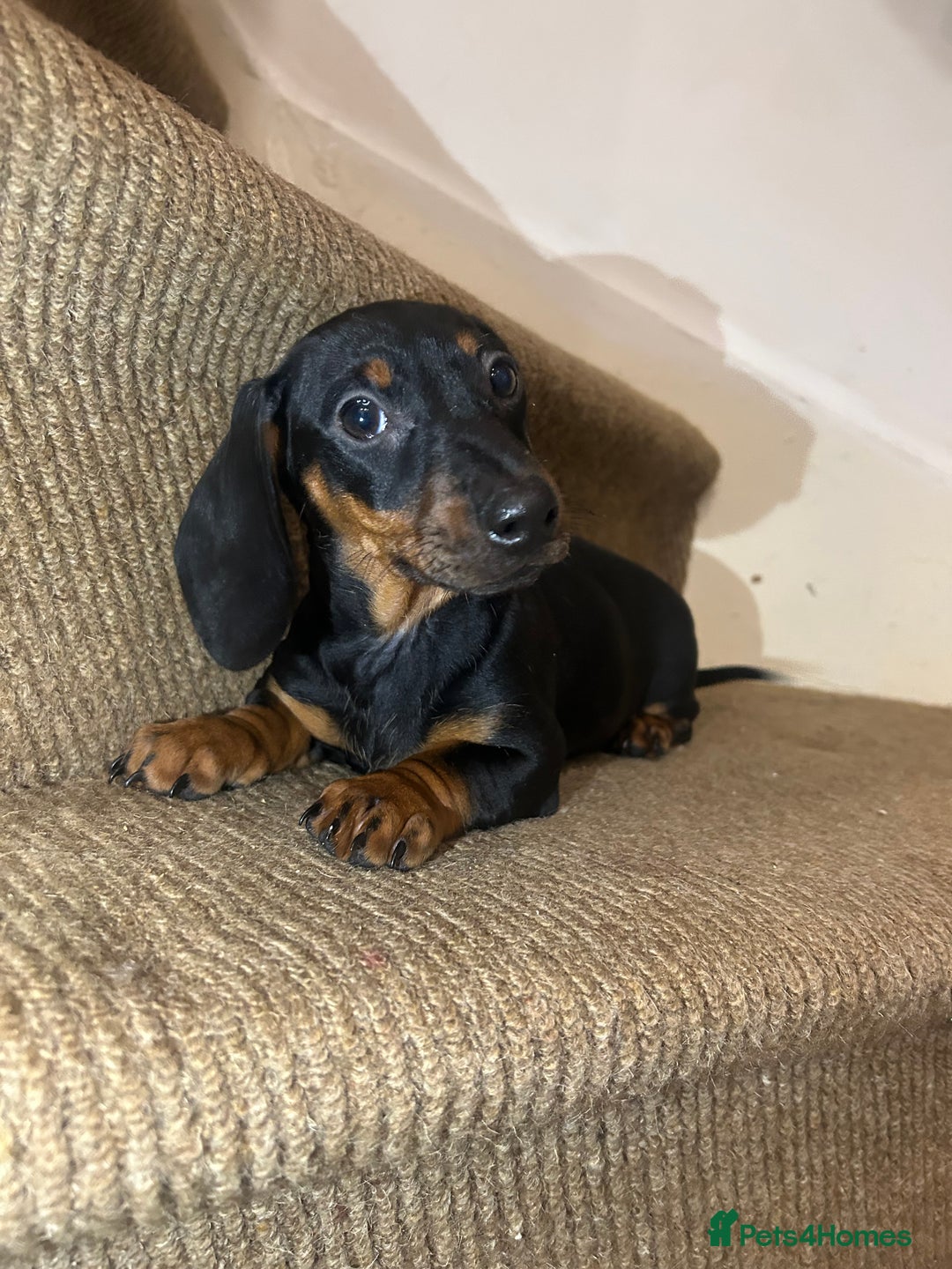 Miniature Dachshund dogs for sale: Last female Miniature dachshund  - Advert 2