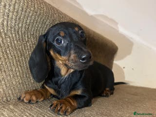 Miniature Dachshund dogs Last female Miniature dachshund - Advert 9