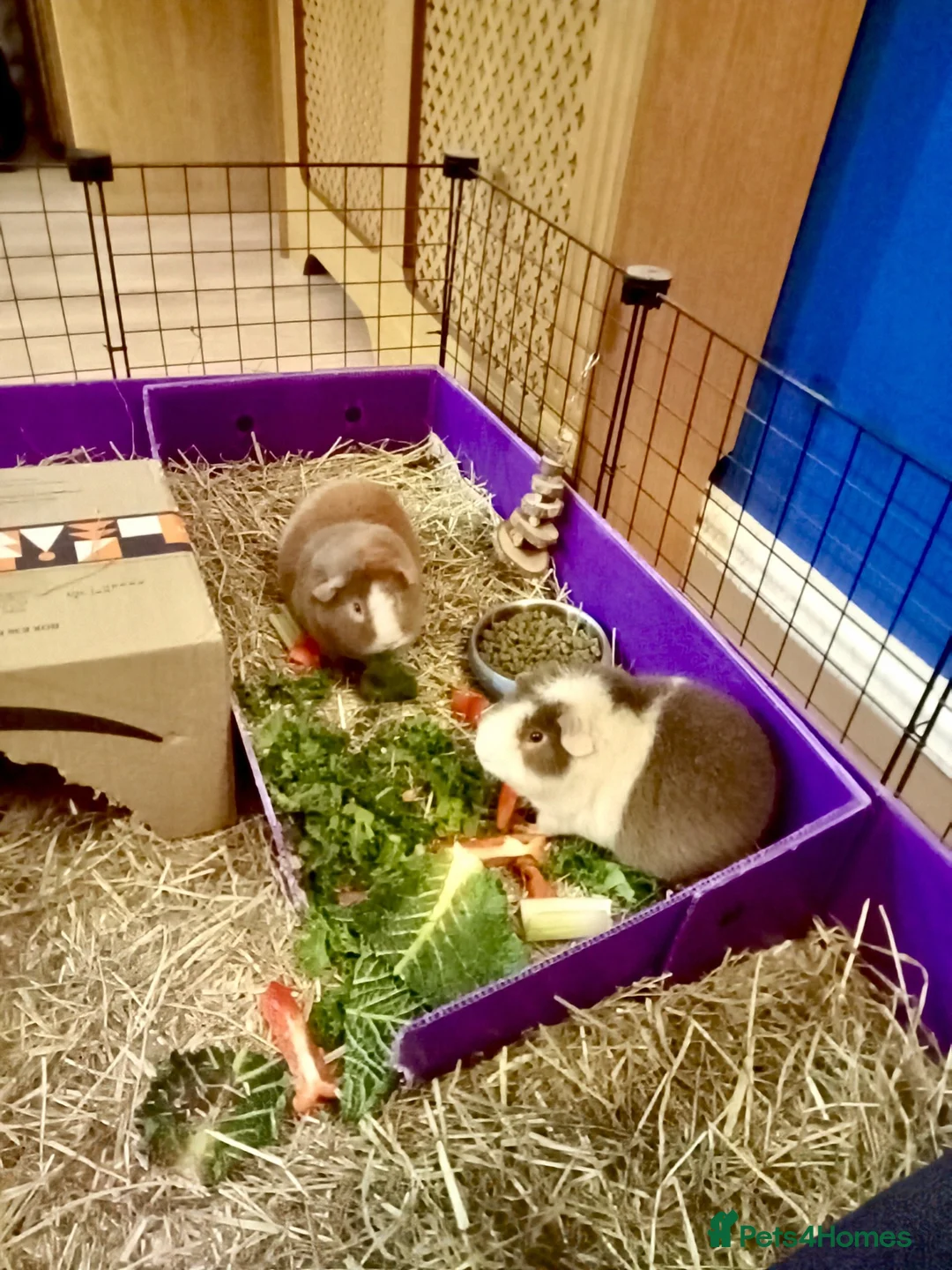 Guinea Pig rodents for sale: 2 X teddy bear guinea pigs Fudge & Toffee - Advert 1