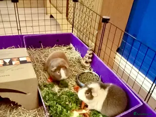 Guinea Pig rodents 2 X teddy bear guinea pigs Fudge & Toffee - Advert 5