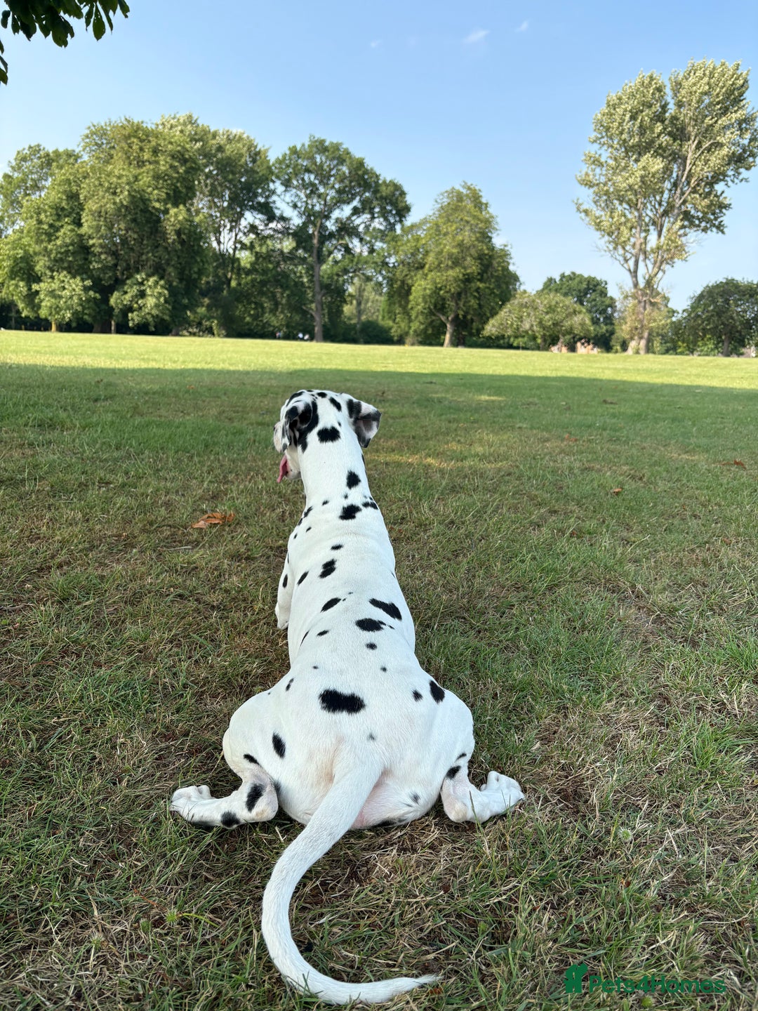 Dalmatian dogs for sale: Dalmatian Mikey full breed 2 years old  - Image 2