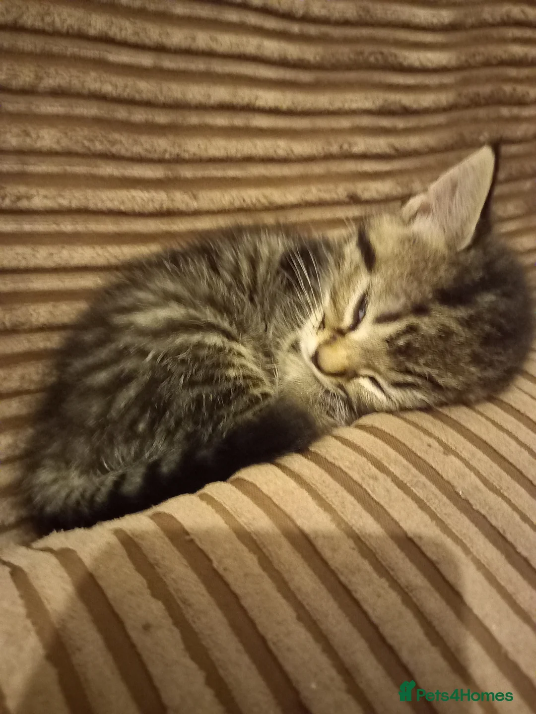 Mixed Breed cats for sale: Cute 2 tabby girls and black and white boys - Advert 2