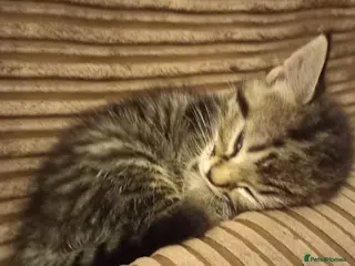 Mixed Breed cats Cute 2 tabby girls and black and white boys - Advert 17