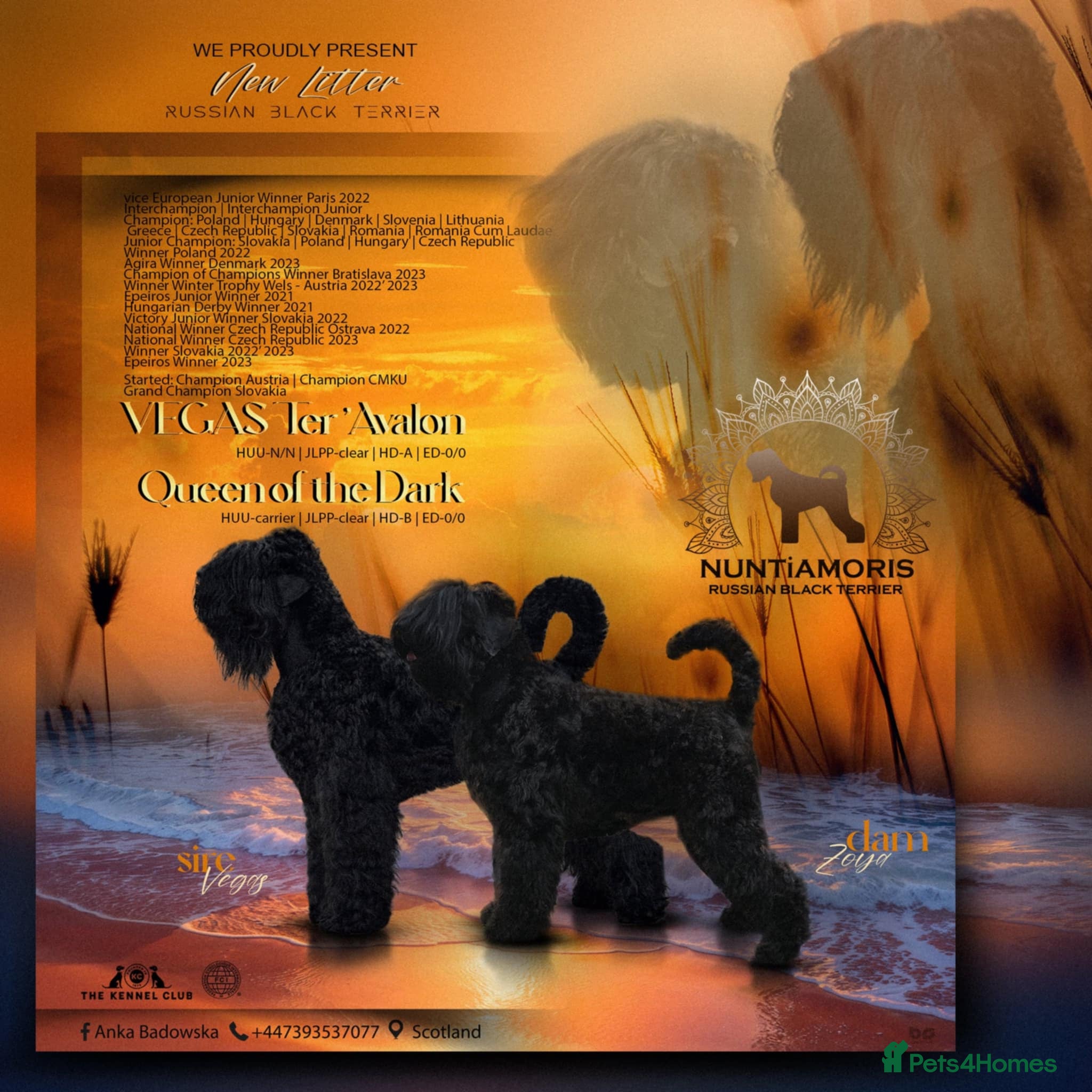 Russian Black Terrier dogs Russian Black Terrier  - Advert 1