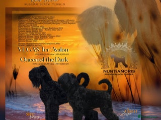 Russian Black Terrier dogs - Advert 1
