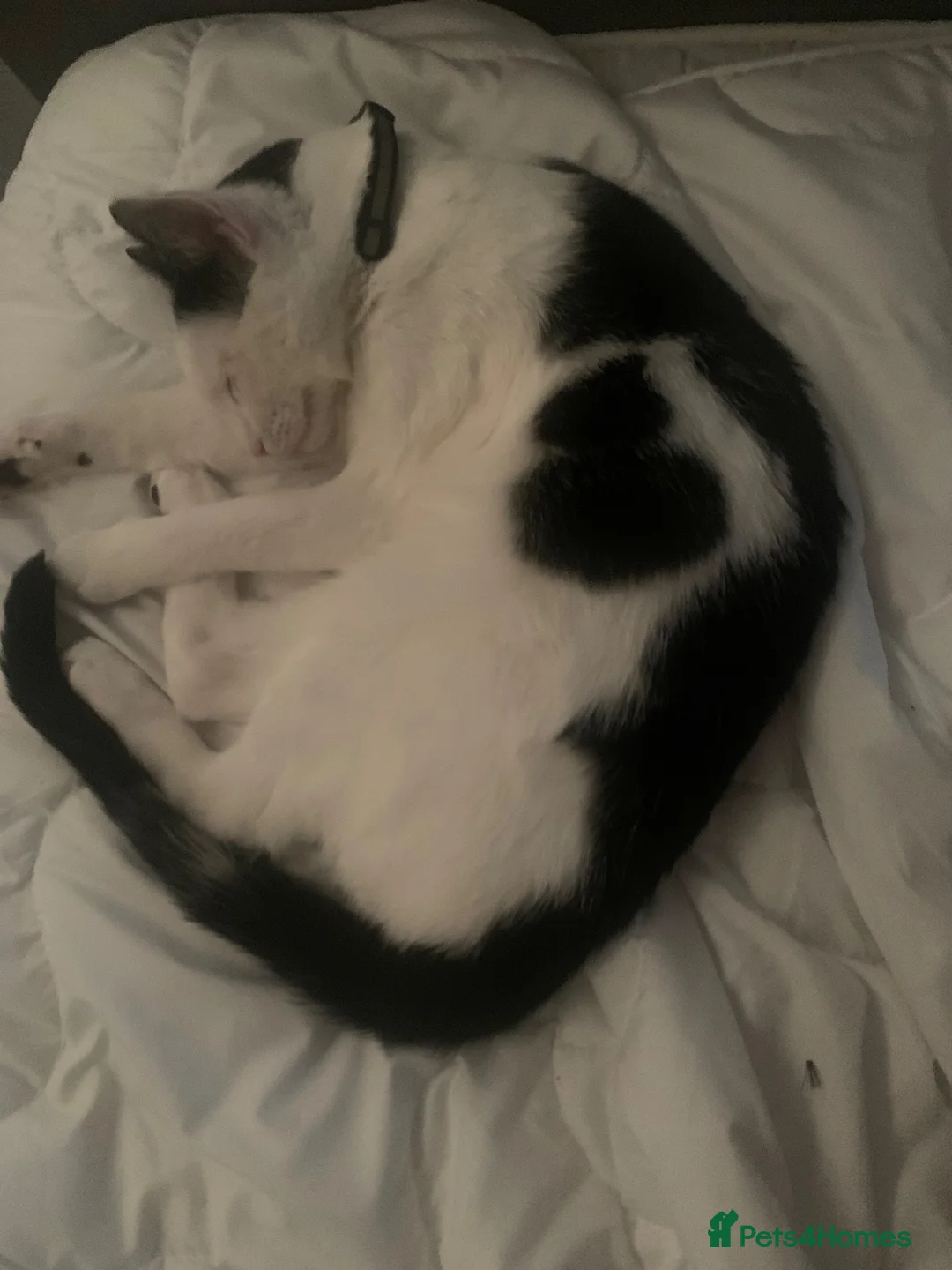 Domestic Shorthair cats for sale: Kitten! (Indoor cat!) in Chester-le-Street - Advert 2