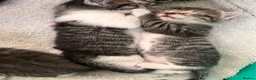 Mixed Breed cats for sale: Beautiful kittens - Advert 11