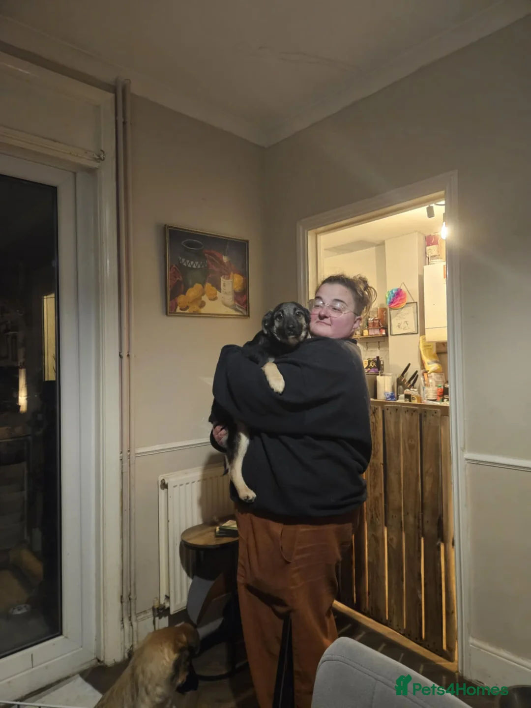 Mixed Breed dogs for adoption: Roquefort for Adoption!  - Advert 3