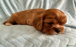 Cavalier King Charles Spaniel dogs for sale: Beautiful Ruby and Blenheim cavalier puppies - Image 11