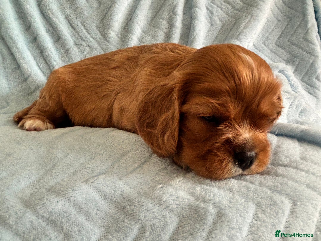 Cavalier King Charles Spaniel dogs for sale: Beautiful Ruby and Blenheim cavalier puppies - Image 11