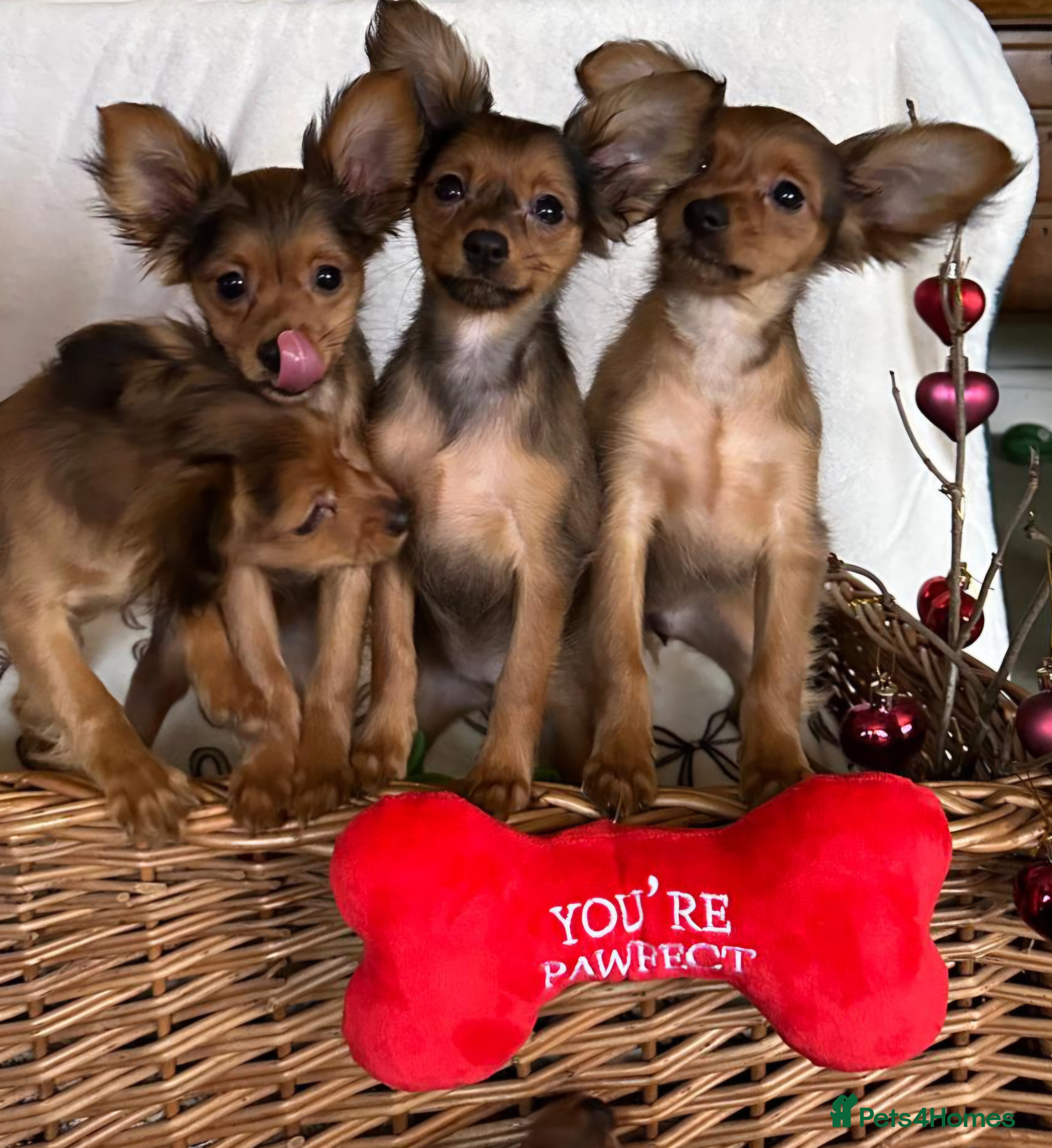 Russian Toy Terrier dogs Beautiful male Russian Toy puppy - Advert 1