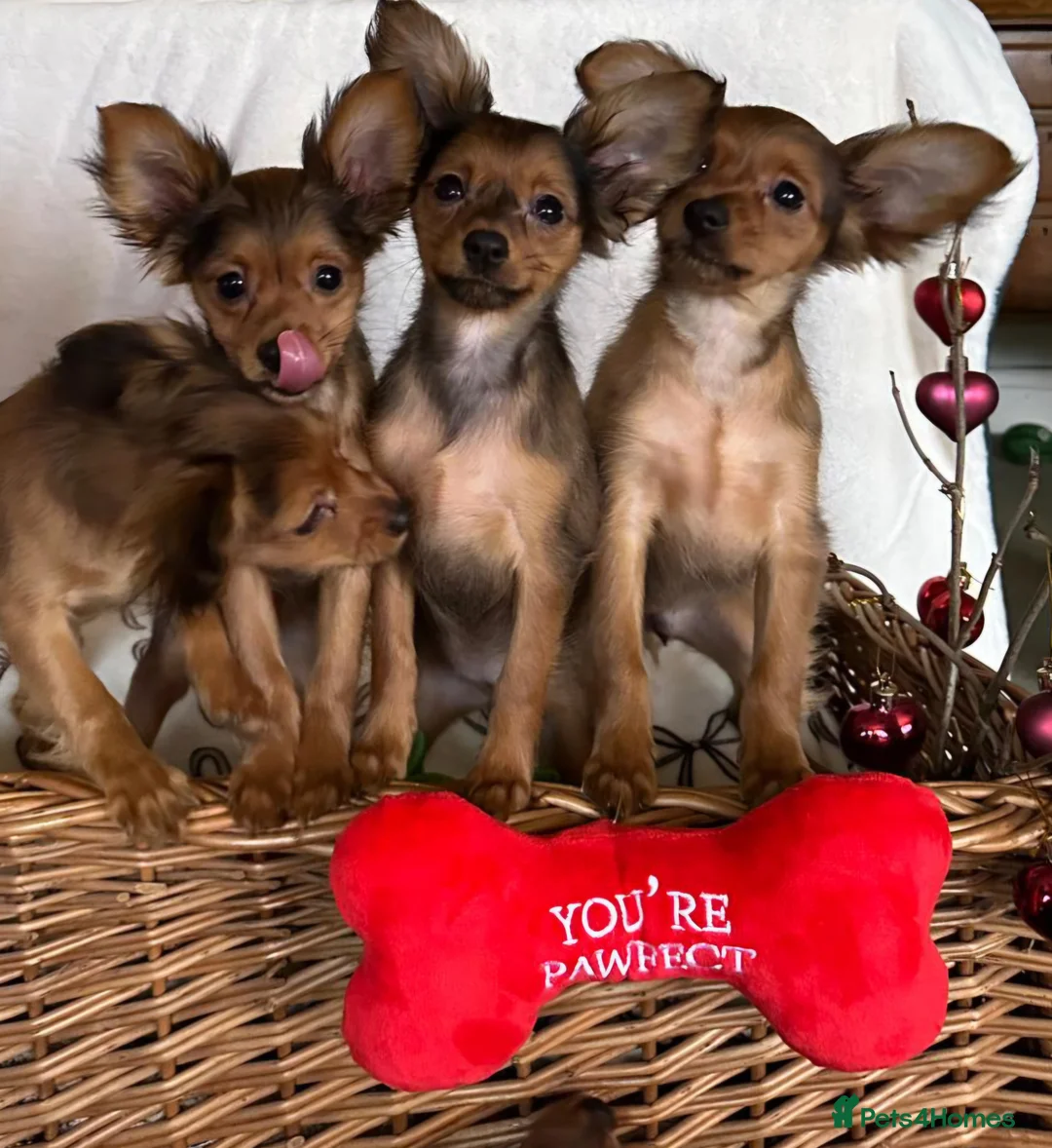 Russian Toy Terrier dogs for sale: Beautiful male Russian Toy puppy - Advert 4