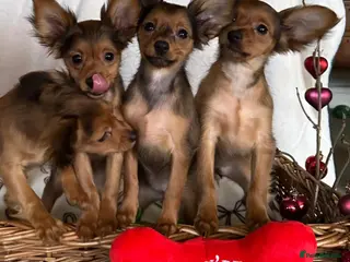 Russian Toy Terrier dogs Beautiful male Russian Toy puppy - Advert 2