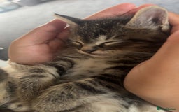 Pixie Bob cats for sale: 3 pixie bob kittens for sale  - Image 4