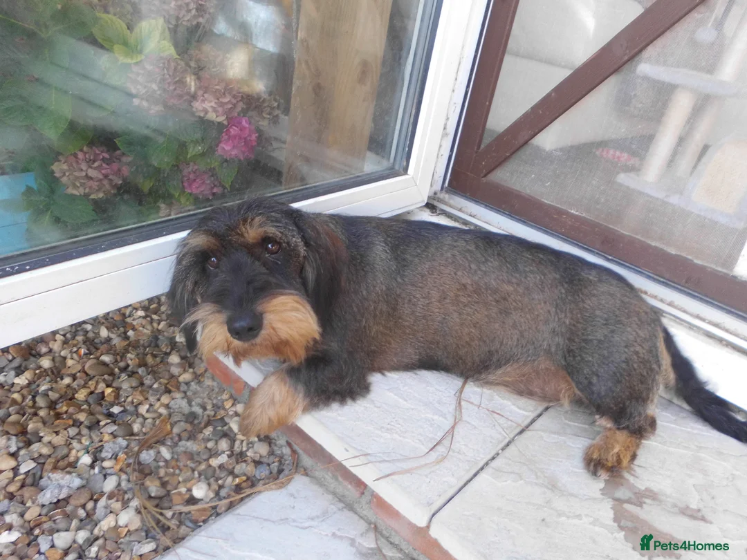 Dachshund dogs for sale: Wirehaired Dachshund in Ipswich - Advert 4