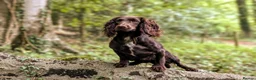 Cocker Spaniel dogs for sale: Sort hard to find - Advert 2
