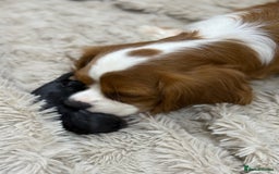 Cavalier King Charles Spaniel dogs for sale: Ruby boys kc cavalier King Charles puppies  - Image 10