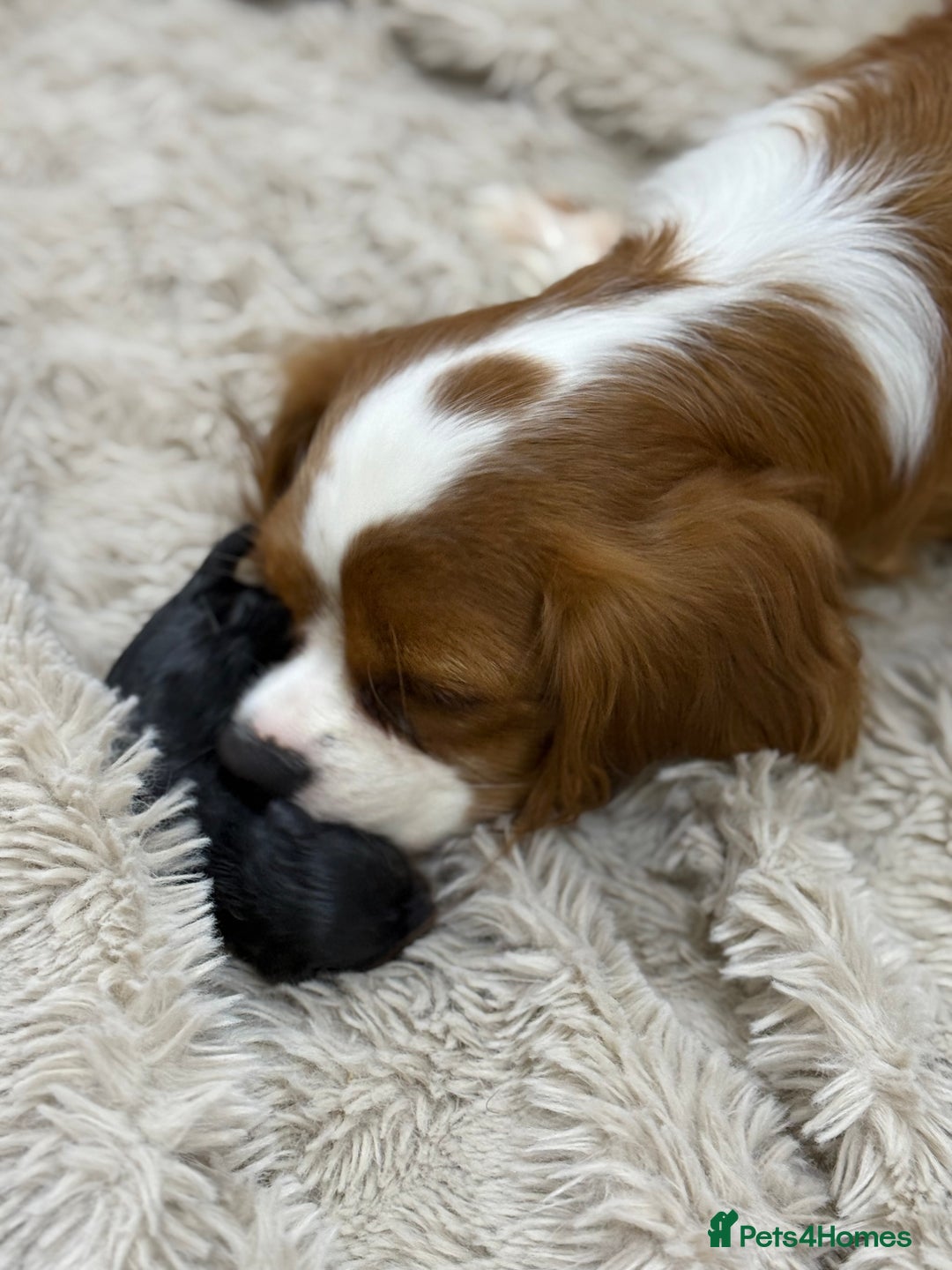 Cavalier King Charles Spaniel dogs for sale: Ruby boys kc cavalier King Charles puppies  - Image 10