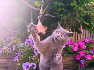 British Shorthair cats WILLOW — Beautiful British Shorthair Girl - Advert 1