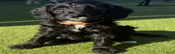 Bordoodle dogs for sale: F1b Bordoodle Puppies - Advert 6