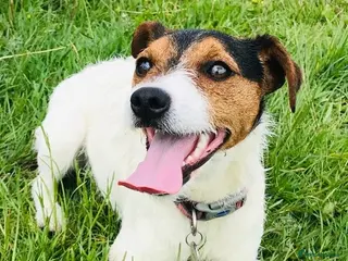 Parson Russell dogs Parsons Russell Puppies - Advert 12