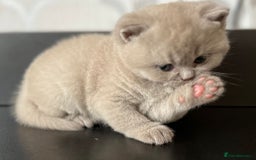 British Shorthair cats for sale: British Shorthair Kittens - Image 3