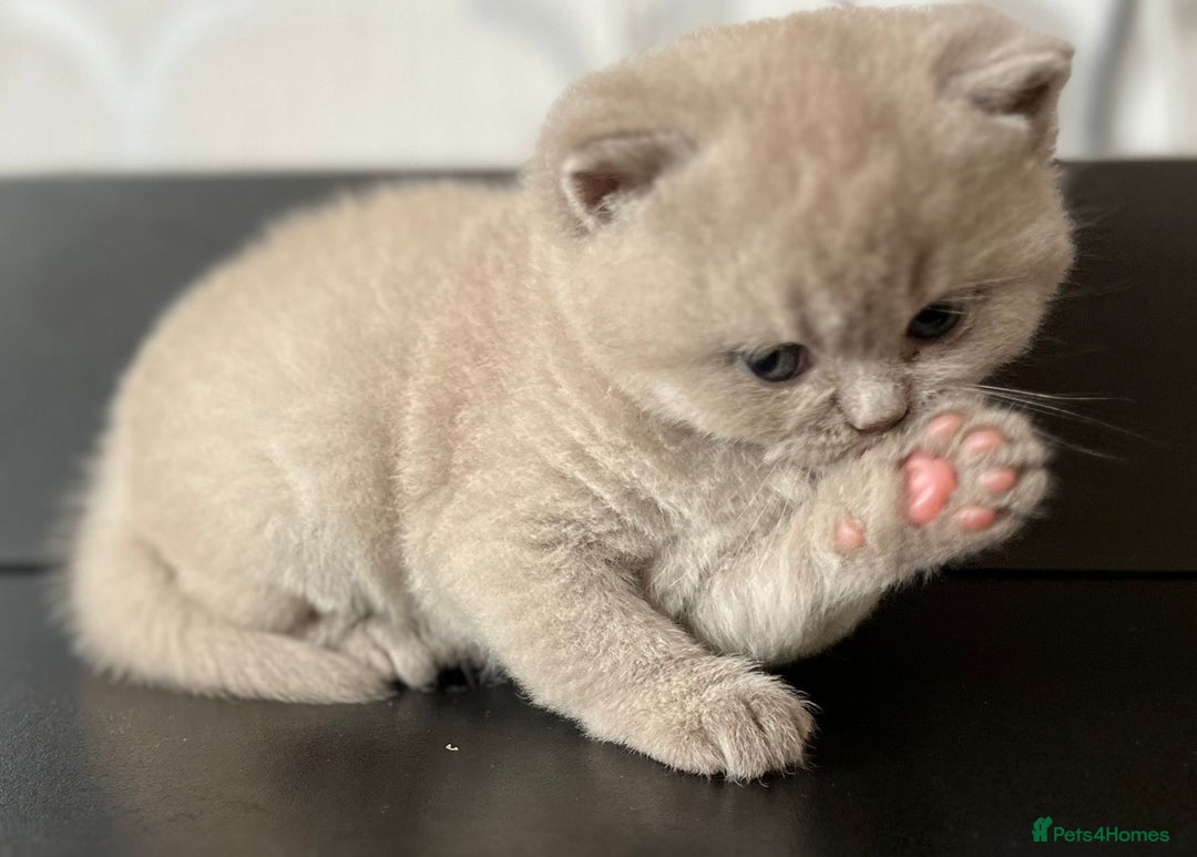British Shorthair cats for sale: British Shorthair Kittens - Image 3